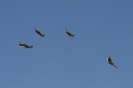 2015-04-18 Staffeltreffen Stetten