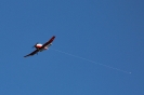 IMG_5309