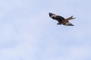 170422_staffeltreff_msvs_1997