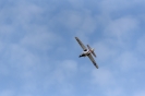 170422_staffeltreff_msvs_2238